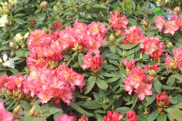 Rhododendron Morawanka